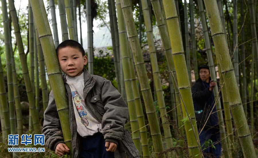 　4月21日，在太平鎮春光村溪口上組的竹林裡，一位少年微笑地望著正在拍攝的記者。目前，“4·20”地震蘆山縣太平鎮仍然余震不斷。但在災區的鄉村，在臨時扎起的帳篷裡，隨時可見孩子們天真的笑臉。突如其來的災難給他們的家園留下了印記，但沒能阻擋笑容在他們臉上綻放。有孩子，有笑容，就有希望。 新華社記者 李橋橋攝